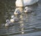 Four cute fluffy little chick of mute swan, Cygnus olor swimming on brown green water suface in sunlight. Selective