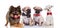 Four cute and happy dogs wearing bowties