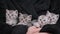 Four Cute Kittens Together Funny Look Around at Same Time in Female Hands