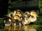 Four  cute little ducks with closed beaks are enjoying the water.