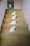 Four cute little Japanese spitz puppies on the stairs. white fluffy dogs.