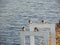 Four of cute little Welcome swallow birds with motion stay near river water.