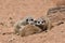 Four cute Meerkat Puppies are looking around
