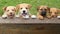 Four cute New Guinea Singing Dog mix puppies