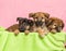 Four cute puppies in a green basket on pink background