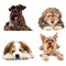 Four cute puppy dogs on white background