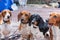 Four cute spotted pygmy dachshunds on a wooden podium