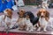 Four cute spotted pygmy dachshunds on a wooden podium