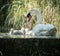 Four cygnets swimming with adult swan keeping watch at lock edge