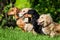 Four dachshunds sitting in row on grass