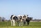 Four dairy cows, heifer, black and white Holsteins, standing in line in a meadow under a blue sky and a faraway straight horizon