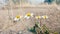 Four daisies against the steppe nature, blurred background