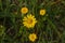 Four daisies on blur background