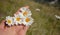 Four daisies flowers on one hand