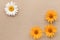 Four daisies grow on the sand with space for your text.