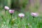 Four Daisies in the meadow