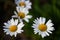Four daisies seen from very close