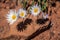 Four daisies and their shadows, Canyonlands, Utah