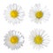 Four daisy flowers Bellis perennis