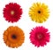 Four daisy-gerbera flowers