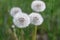 Four dandelion with white caps on a background of green grass on a sunny afternoon. Close-up