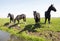 Four dark horses in green grassy meadow near loenen in the dutch province of utrecht