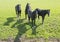 Four dark horses in green grassy meadow near loenen in the dutch province of utrecht