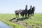Four dark horses in green grassy meadow near loenen in the dutch province of utrecht