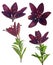 Four dark purple lily flowers on white