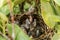 Four day old cardinal chicks in their birds nest