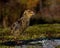 Four days old quail, Coturnix japonica.....photographed in nature