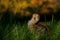 Four days old quail, Coturnix japonica.....photographed in nature