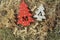 Four decorative wooden Christmas trees with carved letters xmas and delicacy in the form of a small bones for pets. Top view.