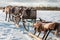 Four deers harnessed to the sleds in winter. Arkhangelsk region, Russia