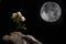 Four Delicate white rose flowers standing on a piece of old beach wood leaning towards the moon