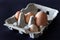 Four diferent chicken eggs in paper box on dark background. Four egg sizes. Small, medium, larger and large