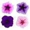 Four different petunia flowers isolated on white background.