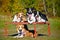 Four dogs border collie portrait