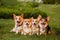 Four dogs breed Corgi in the Park