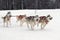 Four dogs in a dog sled run quickly over a snowy crust in a flattering area.