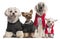 Four dogs dressed up