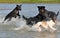 Four dogs play happy in the water