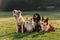 Four dogs sitting in the Park