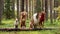 Four dogs of various breeds pose on a log in a lush forest, a symbol of unity in diversity.