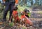 Four dogs waiting for a command