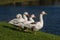 Four domestic geese