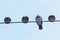 Four domestic pigeons on a power line