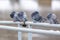 Four domestic pigeons sitting on railing