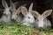 Four domesticated rabbits being raised in farm outdoor hutch