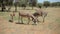 Four donkeys grazing on a field in Africa in sunny summer day, eating grass.